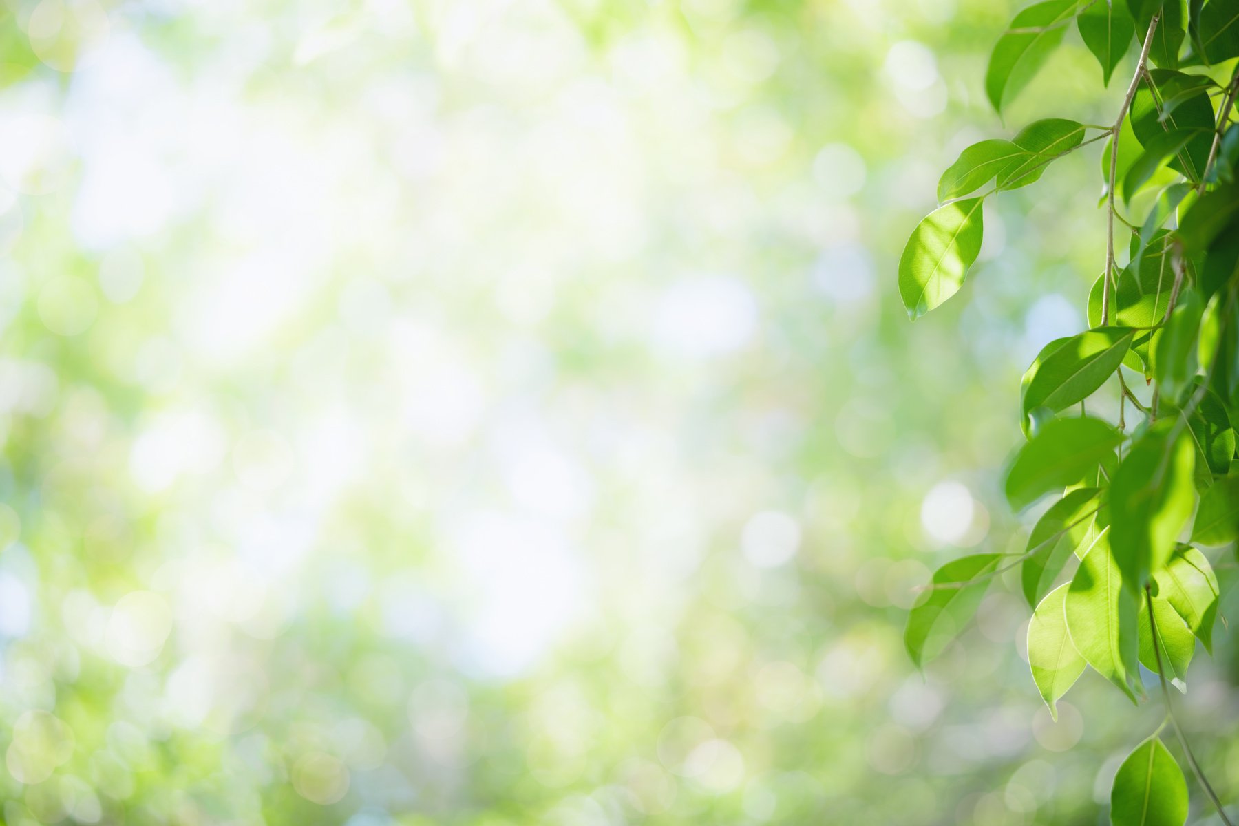 Leaves in Blurred Greenery Background